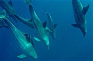 12038044_10156979080498125_3465950414627043367_n