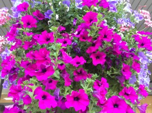 6EEA068D-1CE5-49F2-BE2D-AE63C93F38CE